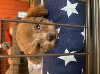 S.S 様のお迎えした子犬