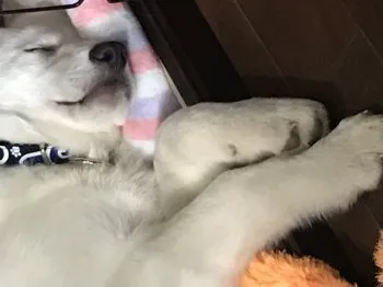 ロッキーママ 様のお迎えした子犬