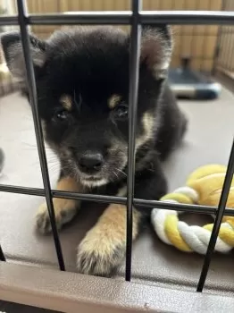 めぐ 様のお迎えした子犬