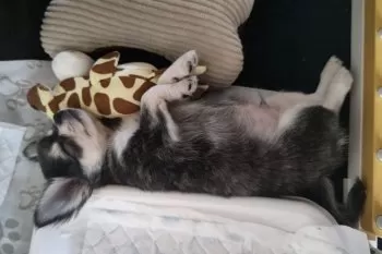 えむくん 様のお迎えした子犬