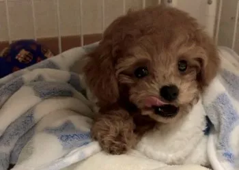 Yumi 様のお迎えした子犬