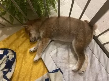 M.S 様のお迎えした子犬