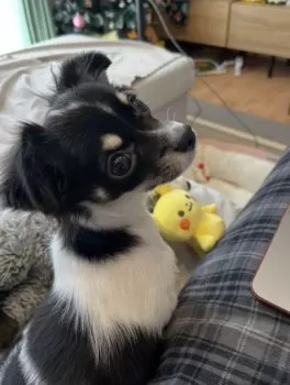 A.T 様のお迎えした子犬