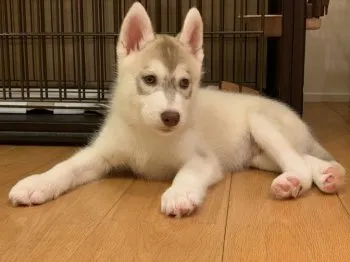 M.T ショウタ 様のお迎えした子犬