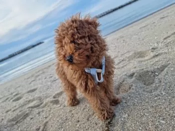 らら 様のお迎えした子犬