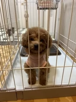 bono9723 様のお迎えした子犬