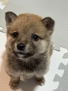 M.M 様のお迎えした子犬