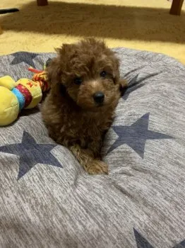 しゅなとも 様のお迎えした子犬