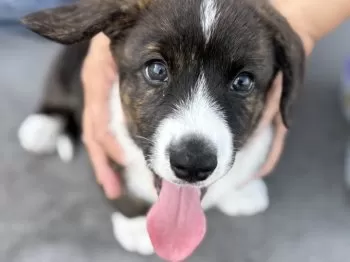 ちょろ。 様のお迎えした子犬