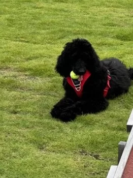 Y.M 様のお迎えした子犬