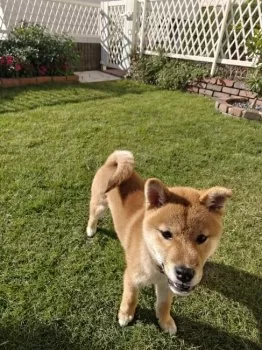 Aaron 様のお迎えした子犬