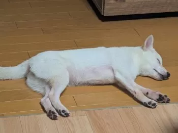 totoro 様のお迎えした子犬