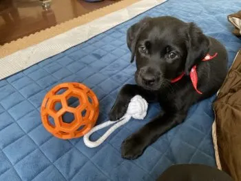 A.Ｉ 様のお迎えした子犬