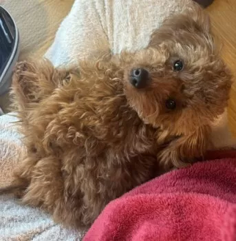 A.E 様のお迎えした子犬