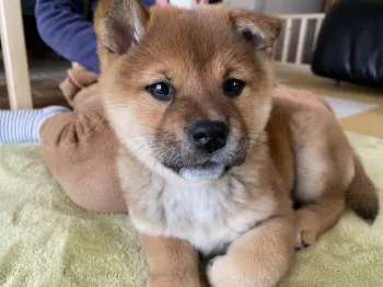 T.K 様のお迎えした子犬