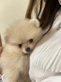 ころん 様のお迎えした子犬