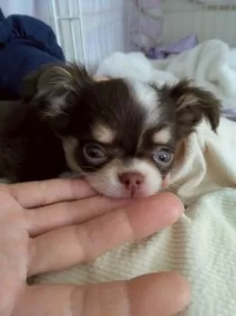 K.K 様のお迎えした子犬