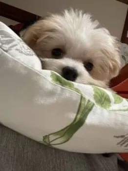 さちあや 様のお迎えした子犬