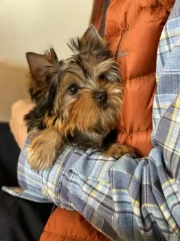 K.S 様のお迎えした子犬