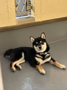 H.N 様のお迎えした子犬
