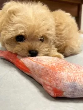 ゆっぴ 様のお迎えした子犬