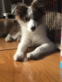 Acchi 様のお迎えした子犬