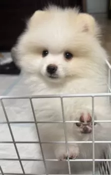 A.S 様のお迎えした子犬