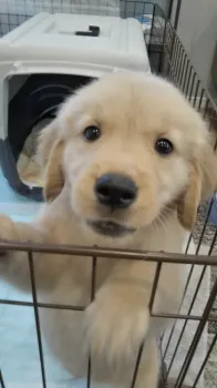 K・M 様のお迎えした子犬