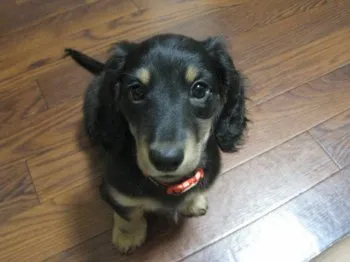 A.K 様のお迎えした子犬