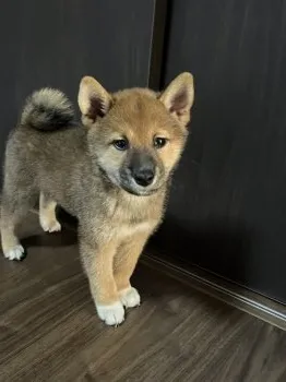 ぴょん 様のお迎えした子犬