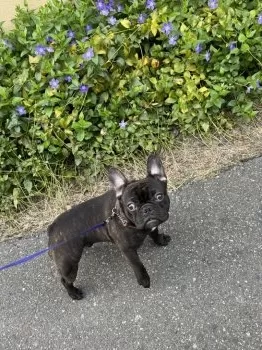 とも 様のお迎えした子犬