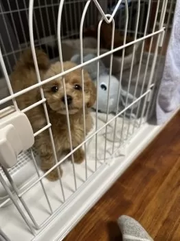 T.H 様のお迎えした子犬
