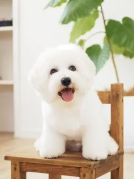 あき 様のお迎えした子犬