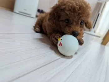 A.S 様のお迎えした子犬