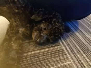 S.S 様のお迎えした子犬