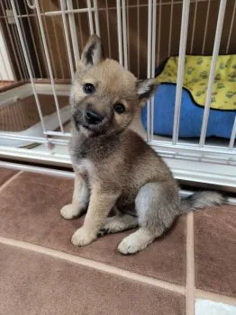 K 様のお迎えした子犬