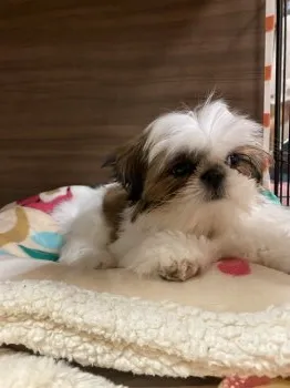 ムギ 様のお迎えした子犬