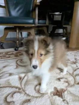 JJSCORE 様のお迎えした子犬