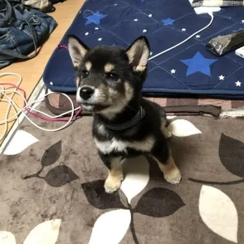 リン 様のお迎えした子犬