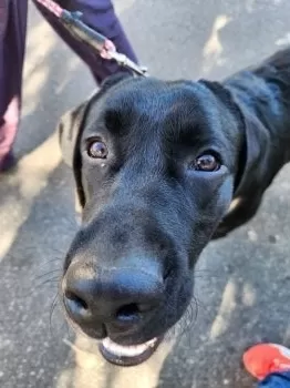 Y.B 様のお迎えした子犬
