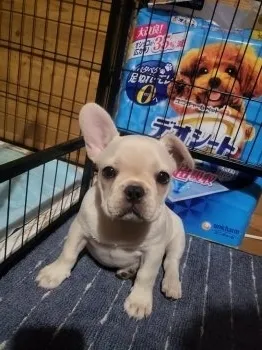 mic 様のお迎えした子犬