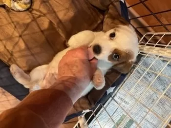M.N 様のお迎えした子犬