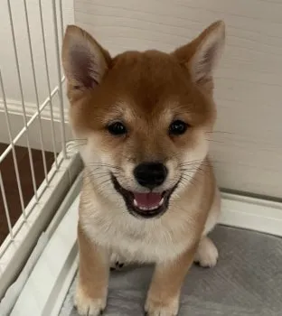 A.K 様のお迎えした子犬