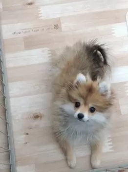 S.O 様のお迎えした子犬