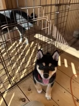 S.K 様のお迎えした子犬