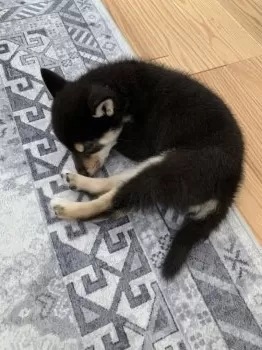 kajiyan1204 様のお迎えした子犬