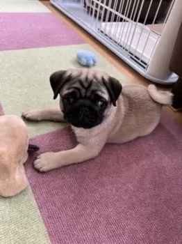 T.K ハル 様のお迎えした子犬