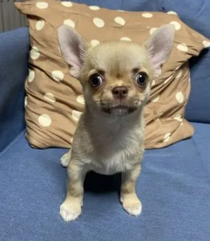 K.M 様のお迎えした子犬