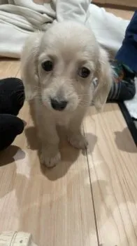 haru 様のお迎えした子犬