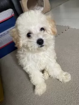T.T 様のお迎えした子犬